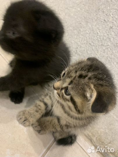 Британские котята