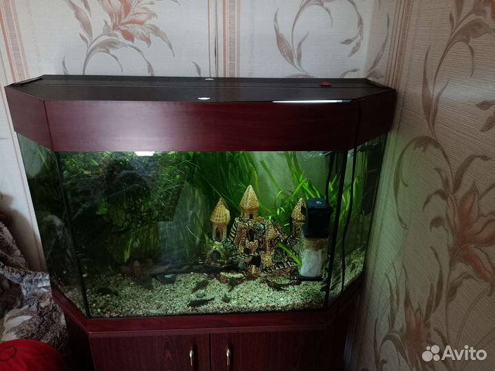 Аквариум