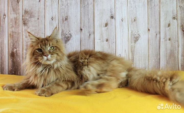 Молодой котик Чемпион