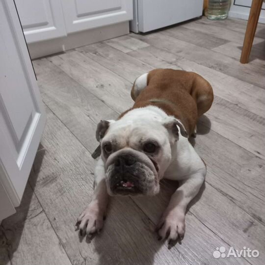 Собаки бесплатно