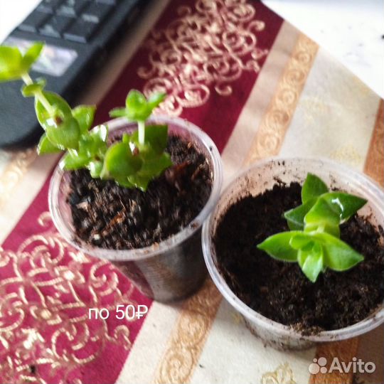 Суккуленты разные