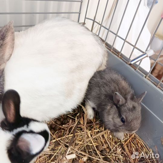 Декоративные кролики