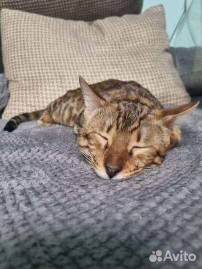 Бенгальский кот вязка