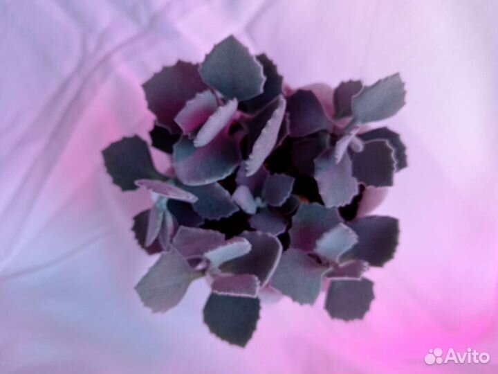 Цветы суккуленты