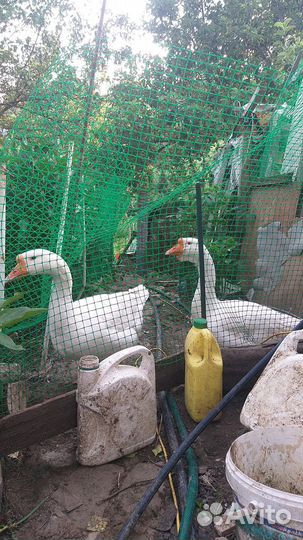 Домашние гусиные яйца