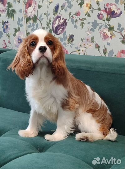 Кавалер Кинг Чарльз Спаниель