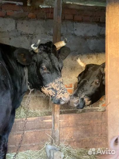 Корова дойная
