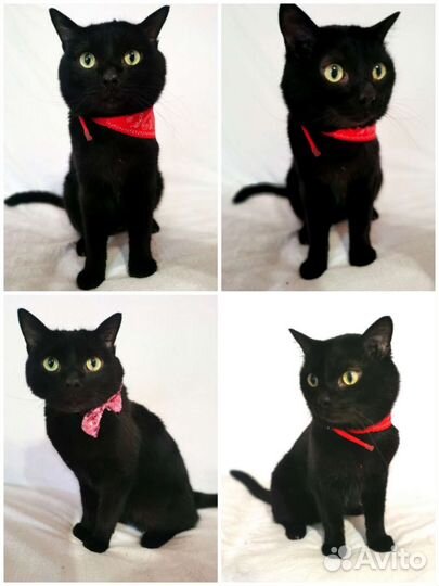 Котик в добрые руки