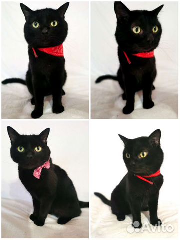 Котик в добрые руки