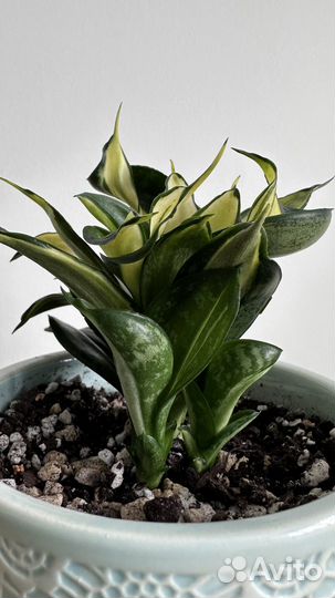 Сансевиерия Ханни Страйкер