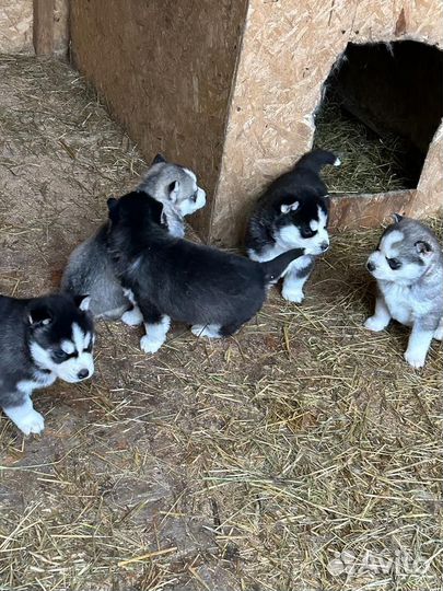 Щенки сибирской хаски