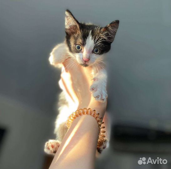 Котенок мальчик в добрые руки