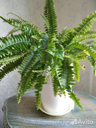 Папоротник нефролепис Бостон компакта