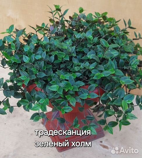 Традесканция