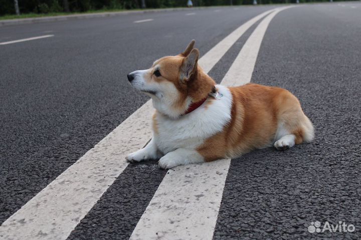 Вельш-корги пемброк вязка