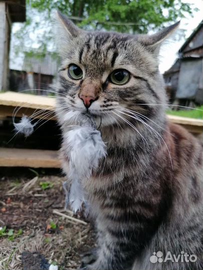Отдых с котом (с правом выкупа)