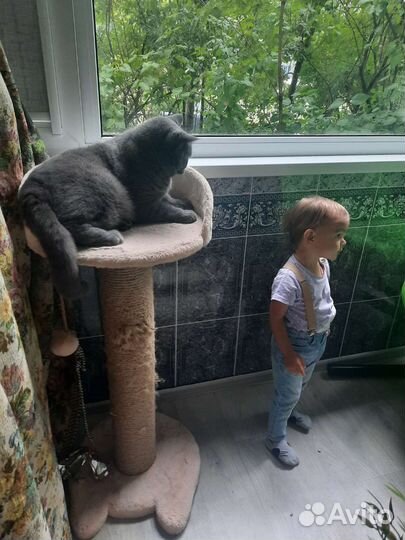 Няня почасовая