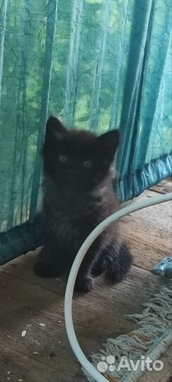 Кошки в добрые руки бесплатно