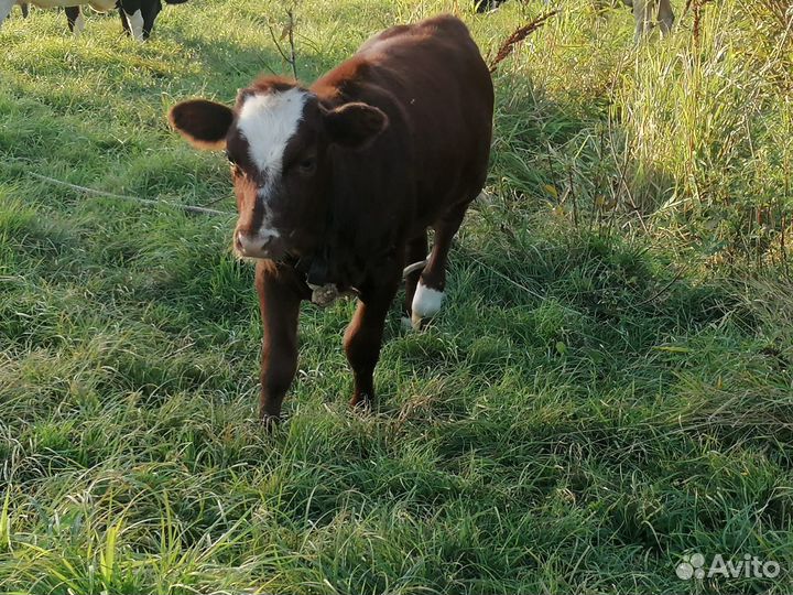 Продажа корова и телки