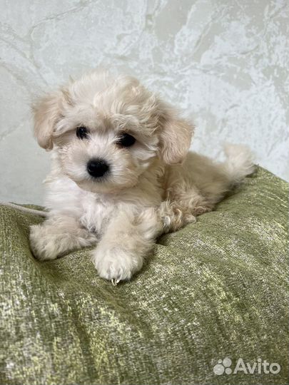 Мальтипу мини щенки