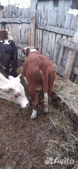 Телята бычки