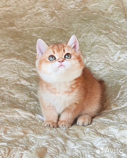 Котята золотая шиншилла