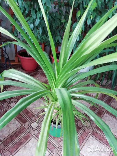 Пальма Панданус