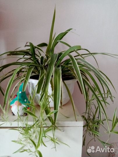 Мои комнатные растения Хлорофитум, колеус