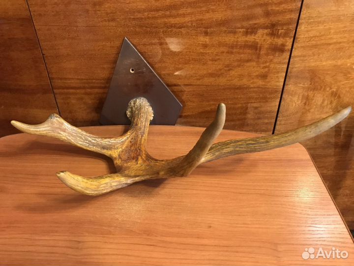 Рога лося и косули