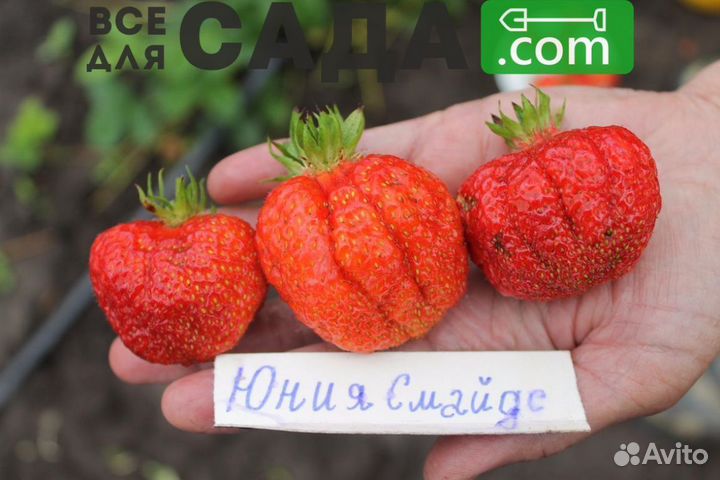 Саженцы клубники Юния Смайдс