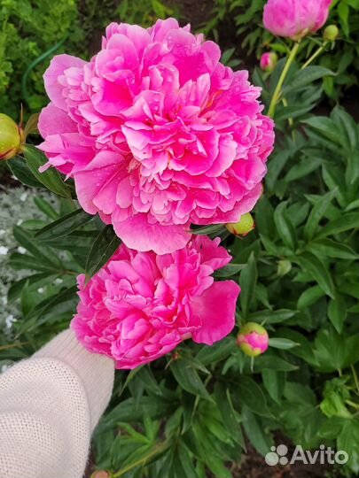 Растения крупномеры