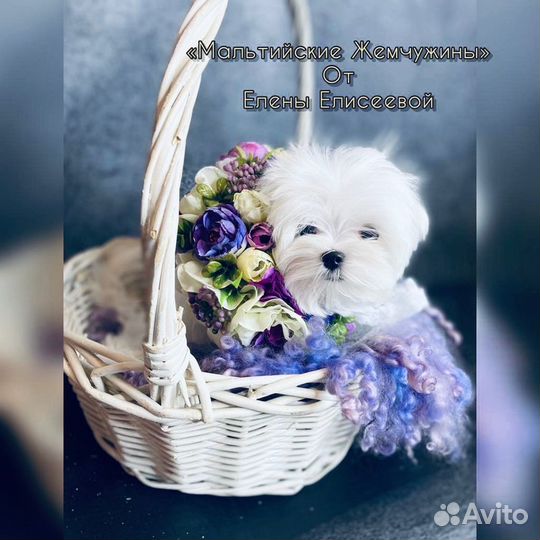 Мальтийская болонка мини