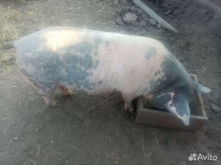 Свинка супоросная