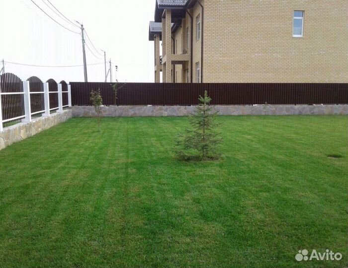 Рулонный газон - Теневыносливый