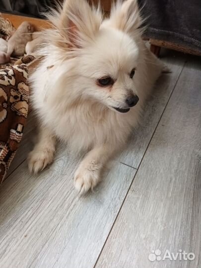 Померанский шпиц