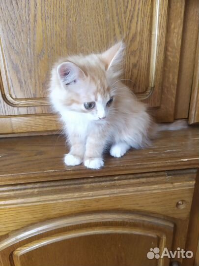 Рыжий котенок