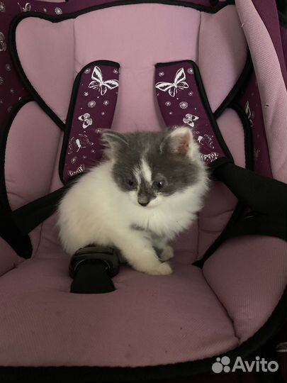 Котенок серо белый