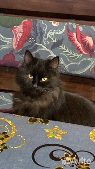 Кошки в добрые руки бесплатно