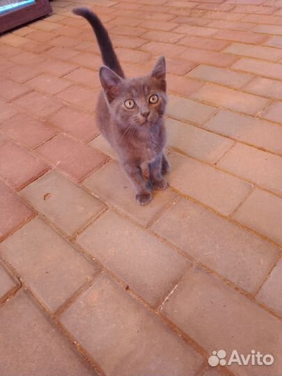 Котенок 3 месяца