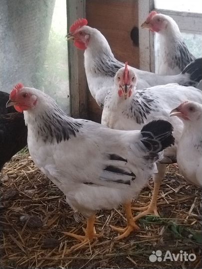 Продам петухов