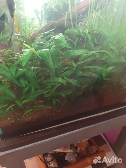 Аквариумные растения прополка