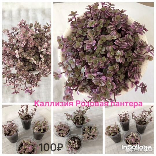 Разные комнатные цветы