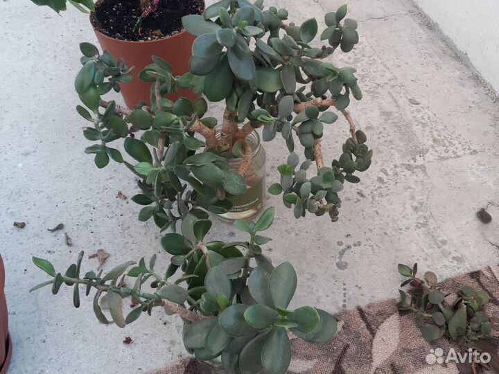 Толстянка,фикус Бенжамина