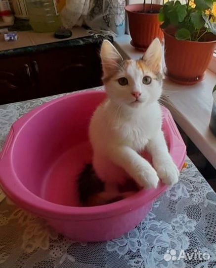 Ласковая кошечка в добрые руки