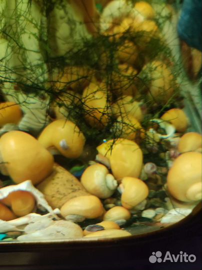 Улитки ампулярии