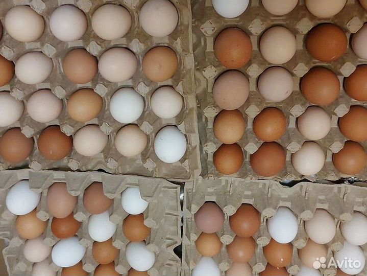 Домашние куриные яйца, перепелиные яйца, фазанов