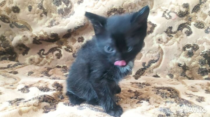 Котёнок