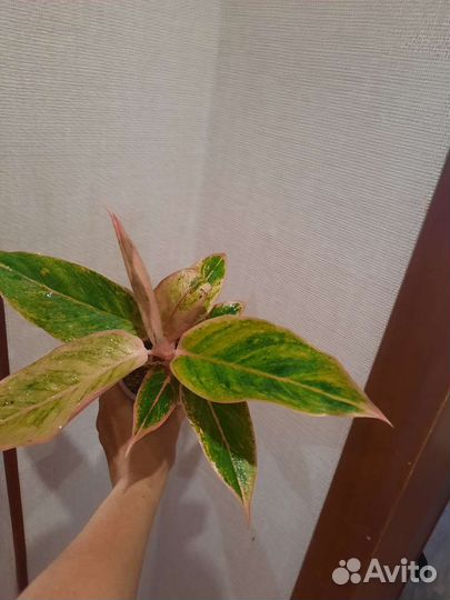 Комнатные растения