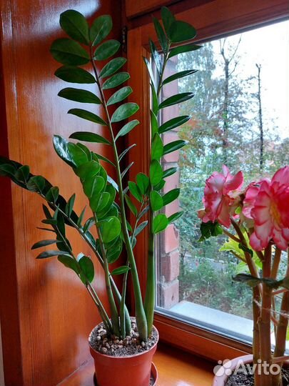 Замиокулькас-долларовое дерево