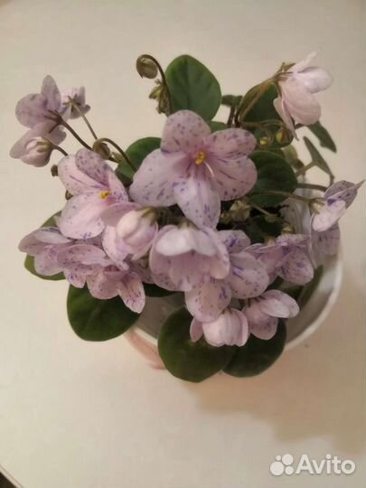 Фиалки сортовые